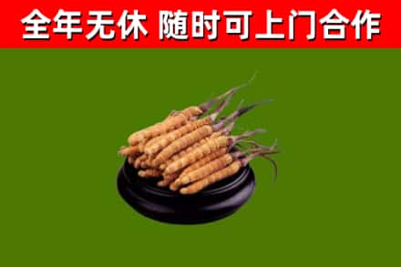 河曲县回收冬虫夏草